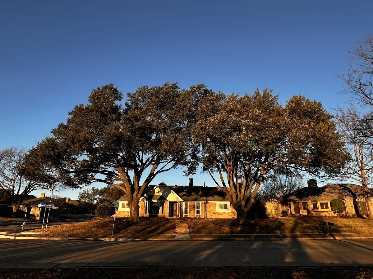 Established residential canopy tree shading a home in Sublimity